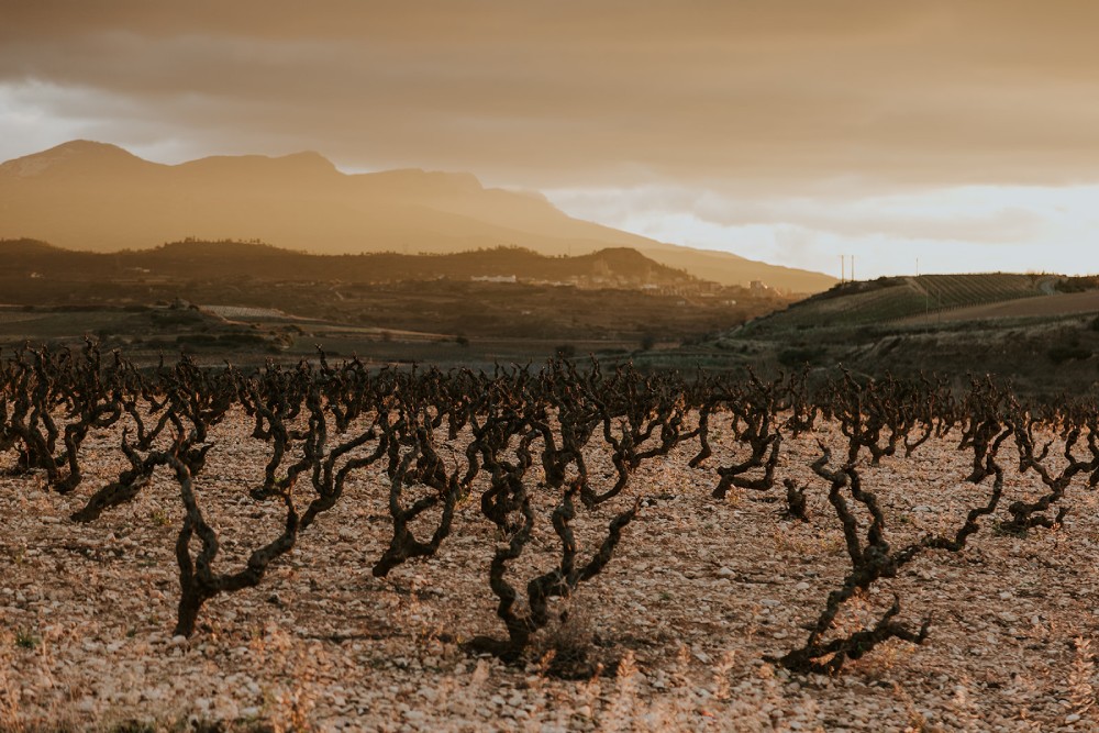 Viñedos de invierno en Haro, con la sierra al fondo