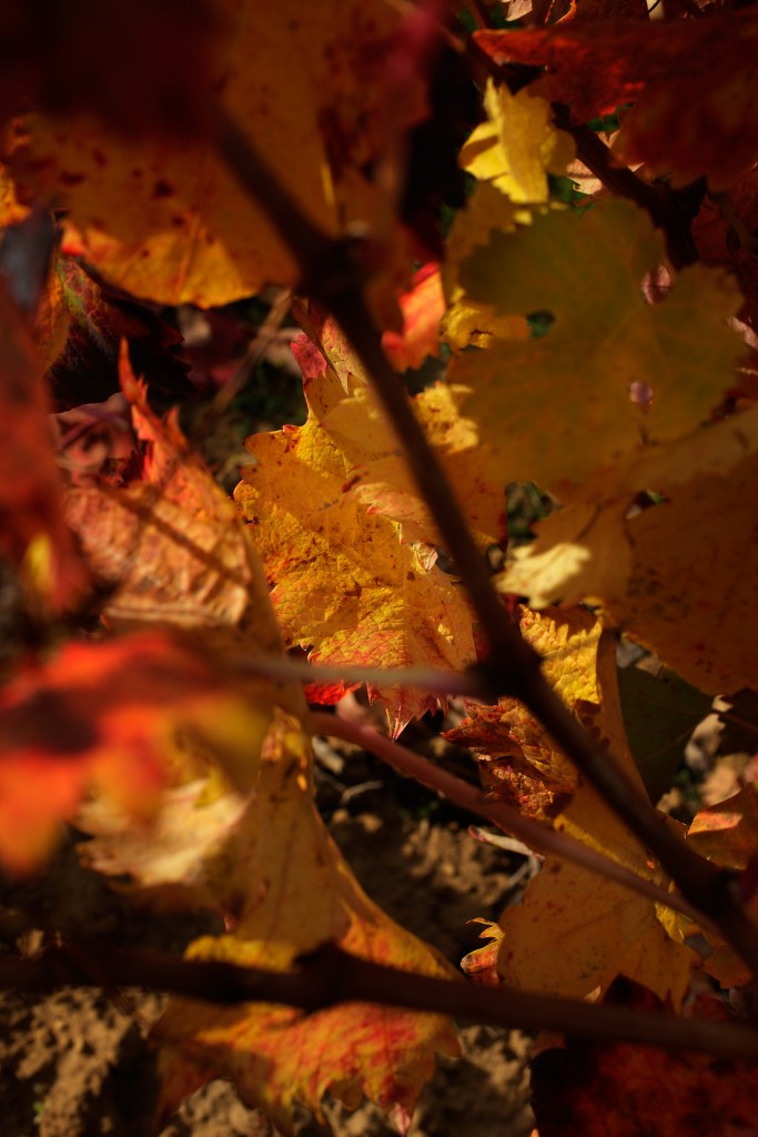 Hojas de vid en otoño en un viñedo de Haro