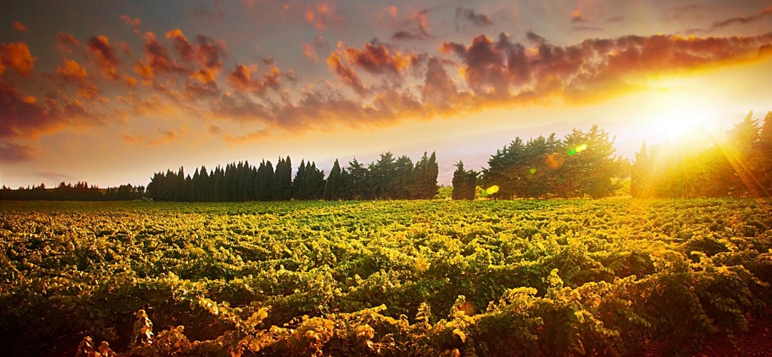 Bodegas Ibaiondo