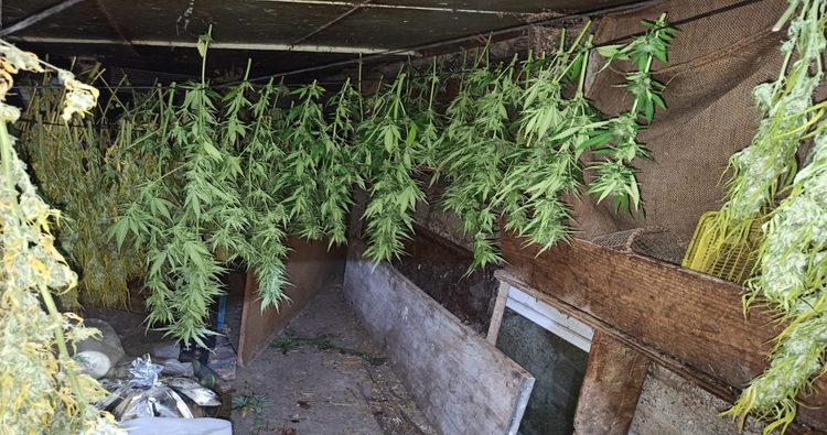 La policía local de Haro incauta un centenar de plantas de marihuana