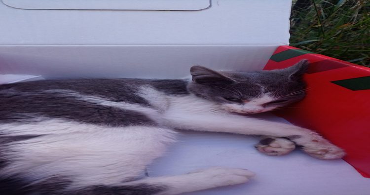 El Ayuntamiento de Haro condena, de nuevo, el envenenamiento de gatos