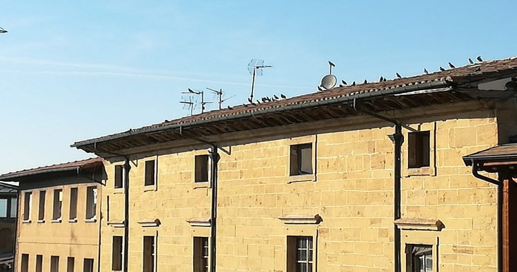 Adjudicados los trabajos de control de la población de palomas y estorninos